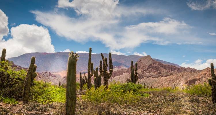 Des cactus dans un désert avec des montagnes en arrière-plan sous un ciel dégagé.