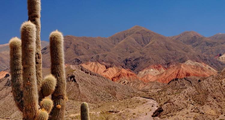 Grands cactus avec des montagnes multicolores en arrière-plan sous un ciel dégagé.