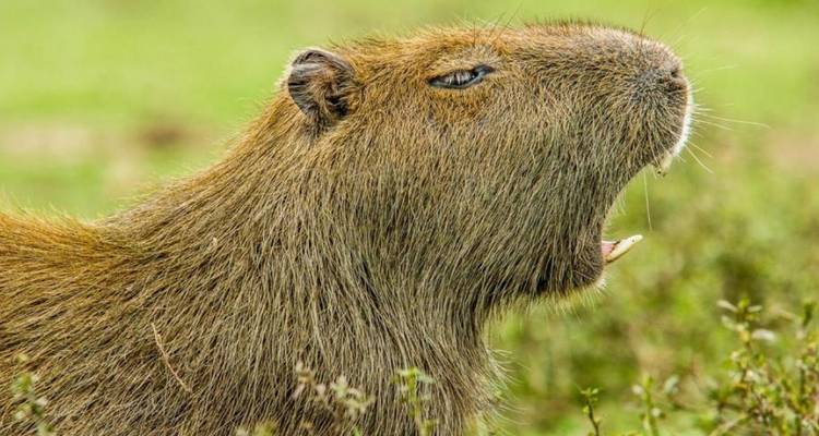 Capibara bostezando en un campo de hierba.