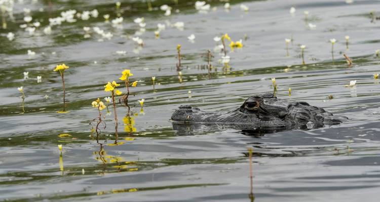 Caimán nadando en agua con flores amarillas.