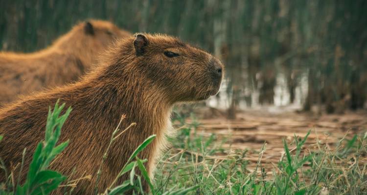 Dos capibaras sentados entre hierba alta cerca del agua.