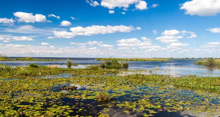 Vista panorámica de nenúfares en un lago con cielo azul y nubes esponjosas.