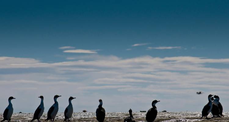 Silhouette d'oiseaux sur le rivage avec la mer et le ciel en arrière-plan.