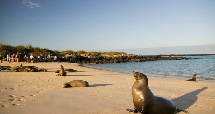 Sea lions lounging on a beach with people in the background.