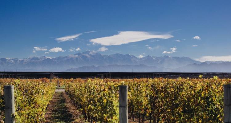 Vaste vignoble avec des montagnes au loin sous un ciel bleu.