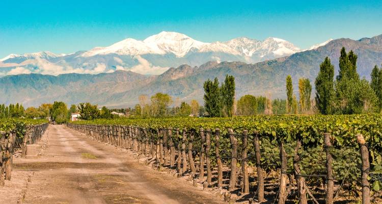 Vignoble avec les montagnes des Andes en arrière-plan.