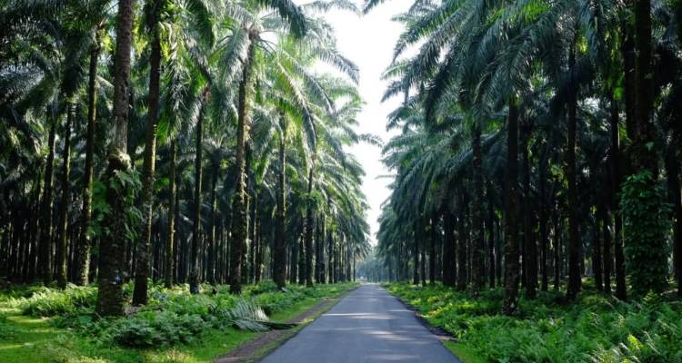 Sumatra to Bali: Wildlife, Waves & Wilderness - G Adventures 1