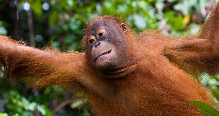 Borneo Family Holiday (from Kota Kinabalu to Sandakan) - Intrepid Travel 5