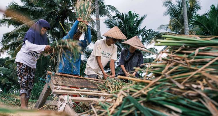 Grupo de personas con sombreros tradicionales trabajando con plantas en un entorno rural.