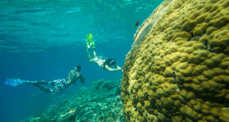 Two people snorkeling near a large coral reef.