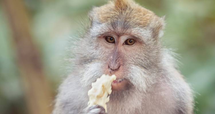 Retrato de cerca de un macaco de cola larga comiendo un pedazo de fruta con un fondo de bosque verde.