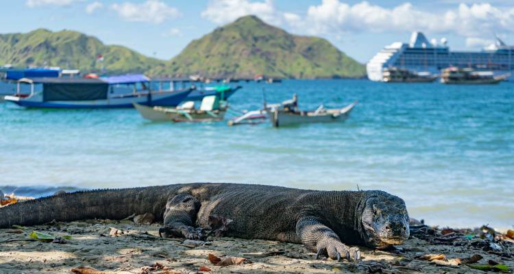 Un dragon de Komodo se reposant sur une plage avec des bateaux et des collines en arrière-plan.