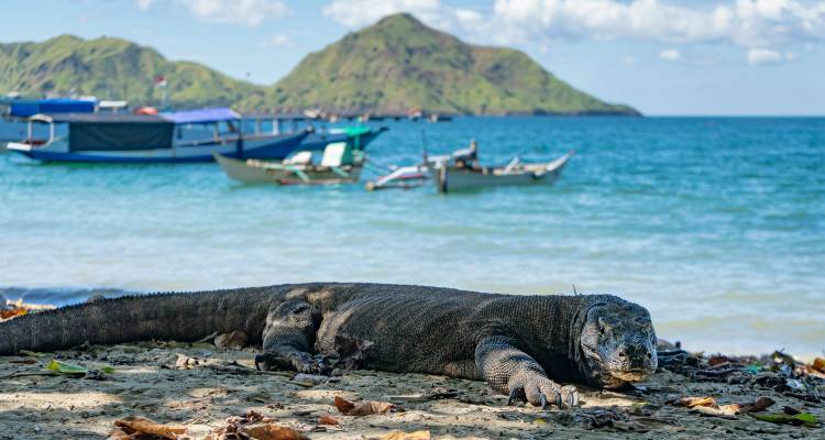 Dragon de Komodo allongé sur la plage avec des bateaux en arrière-plan.