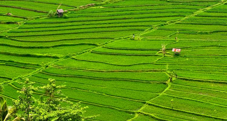 Luchtfoto van levendige groene terrasvormige rijstvelden die zich uitstrekken over een vallei
