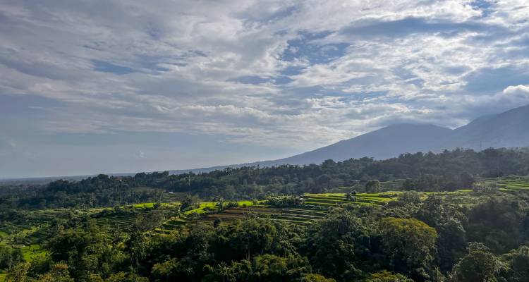 Weelderig landschap met terrasvelden en bergen op de achtergrond.