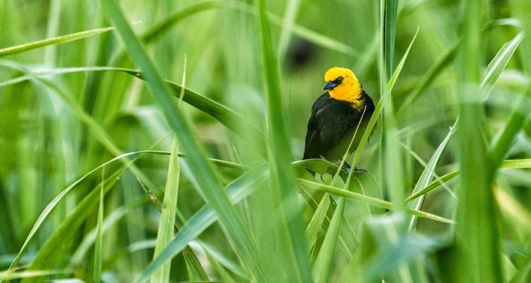 Oiseau jaune et noir au milieu des hautes herbes.