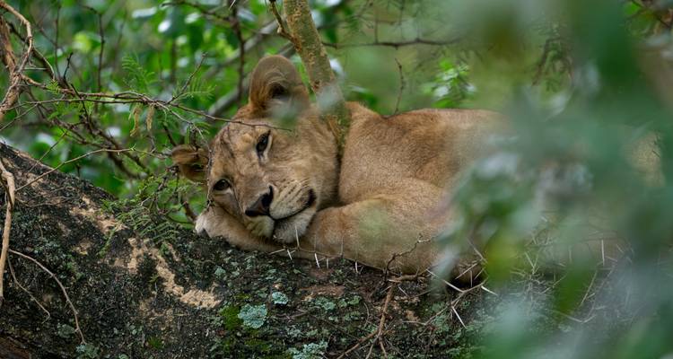 Lionne se reposant dans un arbre.