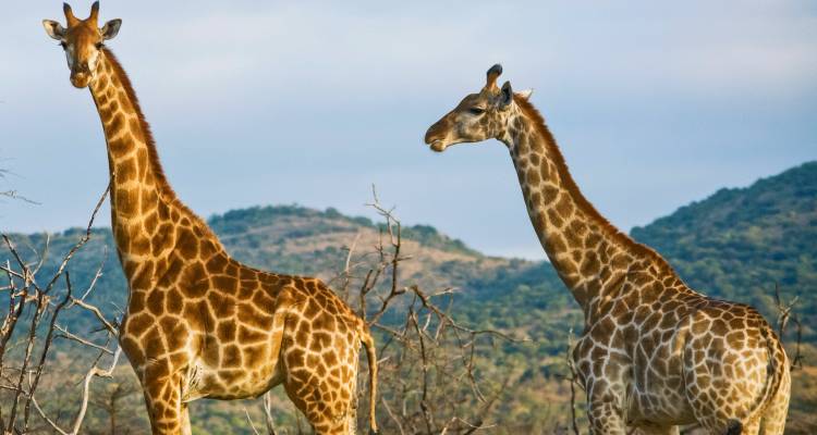 Two giraffes standing in a natural setting with mountains.