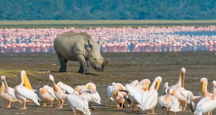 Safari scene with a rhino and large group of flamingos.