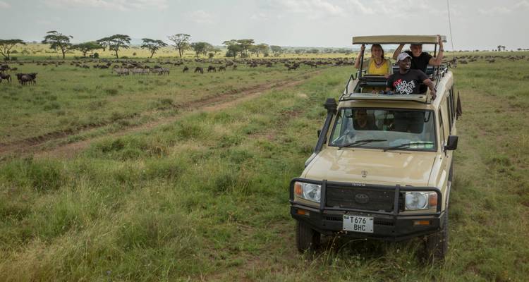 Les touristes observent un vaste troupeau de gnou depuis un véhicule de safari décapotable sur les plaines herbeuses.