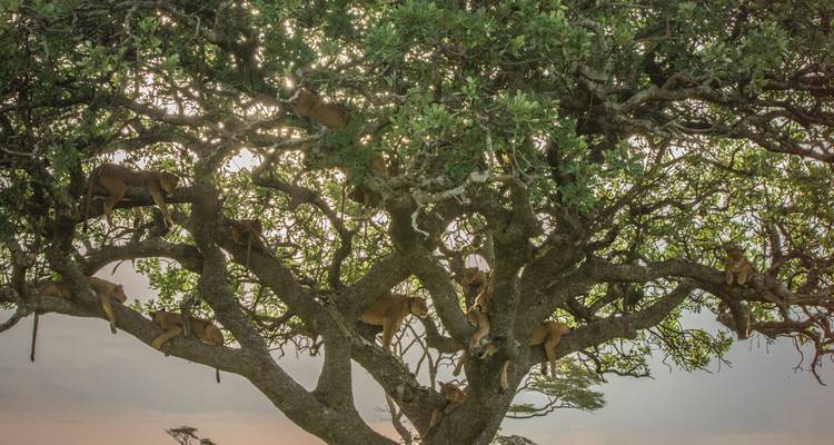 De nombreux lions se reposent, étendus parmi les branches épaisses d'un arbre feuillu sur un ciel doux.
