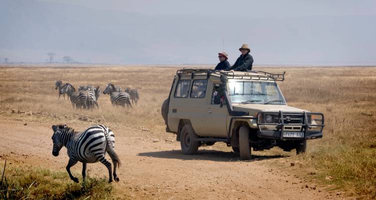 Vehículo de safari conduciendo cerca de un grupo de cebras en la sabana.