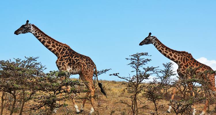6-Day Fly-In Serengeti Wildebeest Migration -Safari - Hazzes Adventure 1