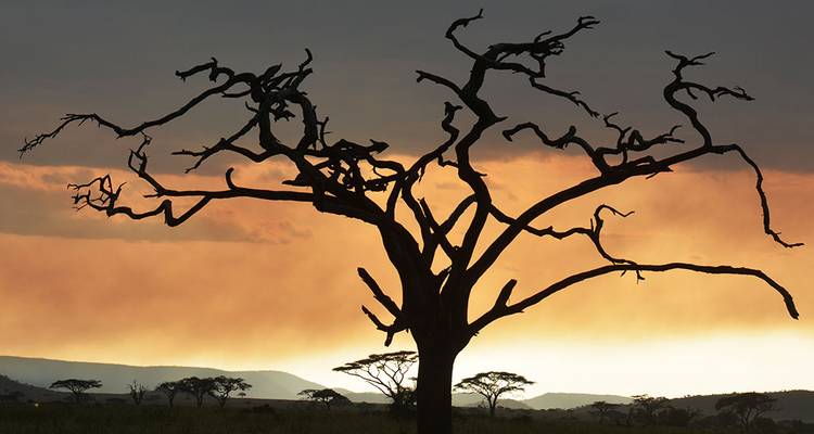 6-Day Fly-In Serengeti Wildebeest Migration -Safari - Hazzes Adventure 2