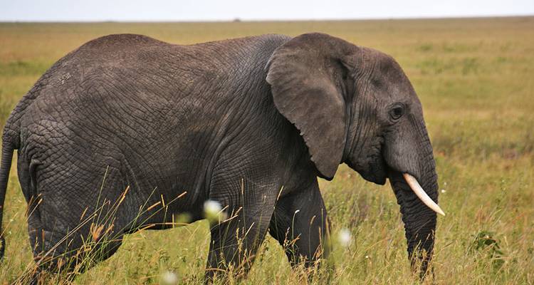 6-Day Fly-In Serengeti Wildebeest Migration -Safari - Hazzes Adventure 4