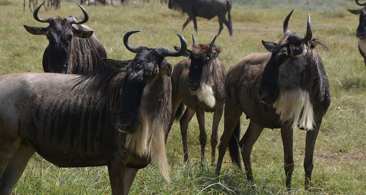 6-Day Fly-In Serengeti Wildebeest Migration -Safari - Hazzes Adventure 6