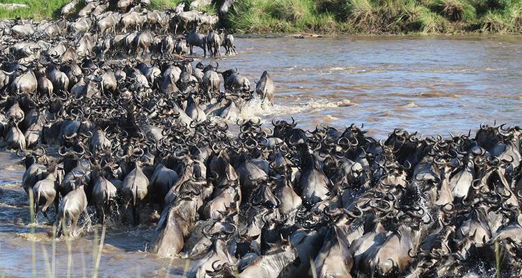 6-Day Fly-In Serengeti Wildebeest Migration -Safari - Hazzes Adventure 8