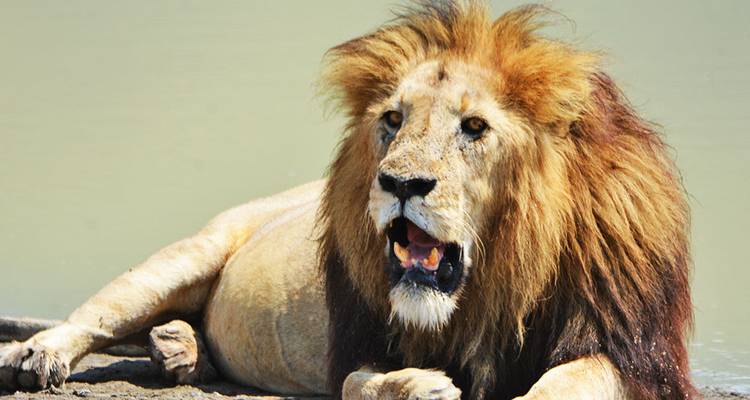 6-Day Fly-In Serengeti Wildebeest Migration -Safari - Hazzes Adventure 9