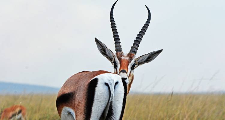 6-Day Fly-In Serengeti Wildebeest Migration -Safari - Hazzes Adventure 10