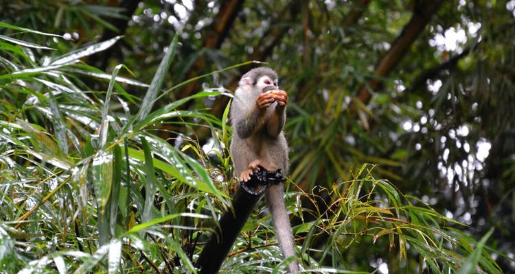 Son voyage en solitaire dans la forêt tropicale équatorienne et les Baños - Authentic Ecuador 2