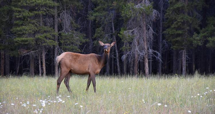Highlights of Alberta & Rockies Tour - Discover Canada Tours 4
