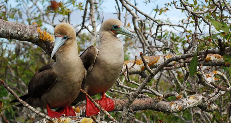 Pair of red-footed boobies on a tree branch.