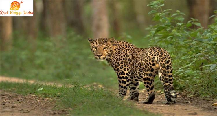 Leopard walking through a forest path.