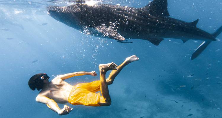 Freitaucher in gelben Shorts, der in der Nähe eines riesigen Walhaies unter Wasser schwebt