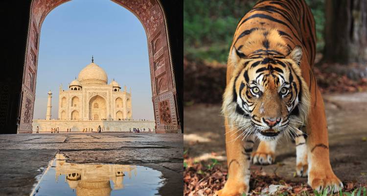 The Taj Mahal viewed through an archway next to a tiger in a separate image.