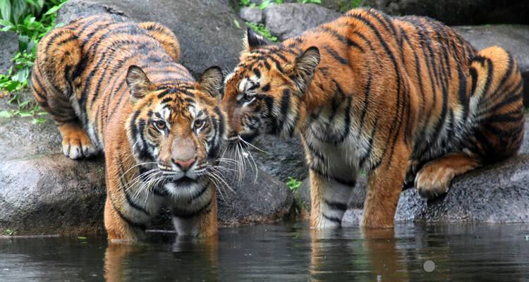 Two tigers in the water; one tiger appears to be whispering to the other.