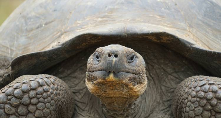 Galapagos Grandeur: Boobies & Beyond on Two Iconic Islands - Authentic Ecuador 10