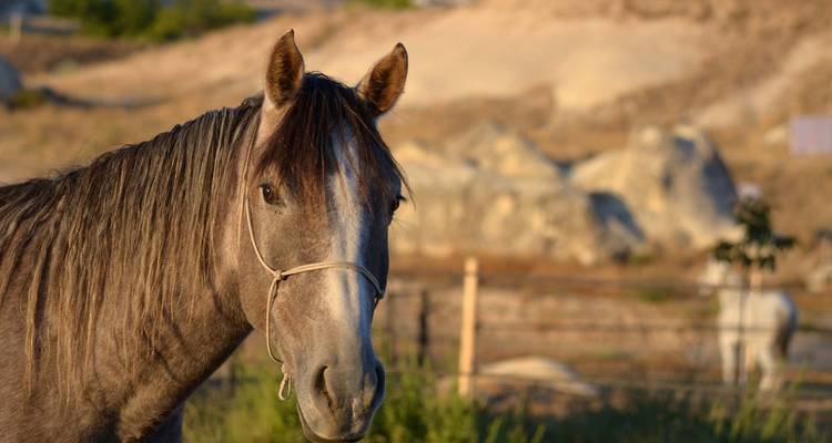 Gros plan d'un cheval regardant l'appareil photo.