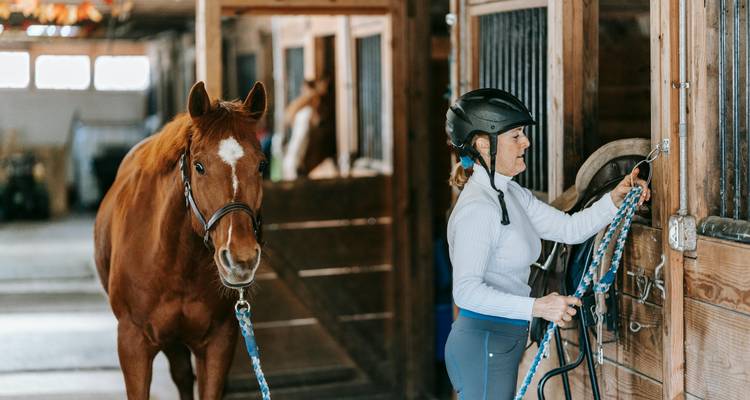 Femme dans une écurie menant un cheval par ses rênes.