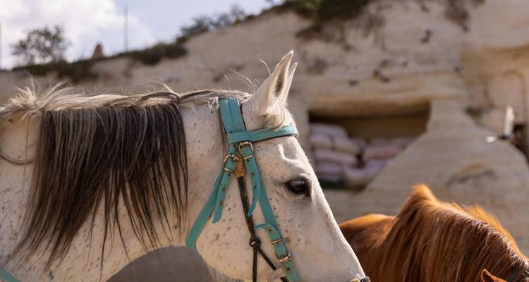 Chevaux avec des harnais de couleurs différentes se tenant côte à côte.