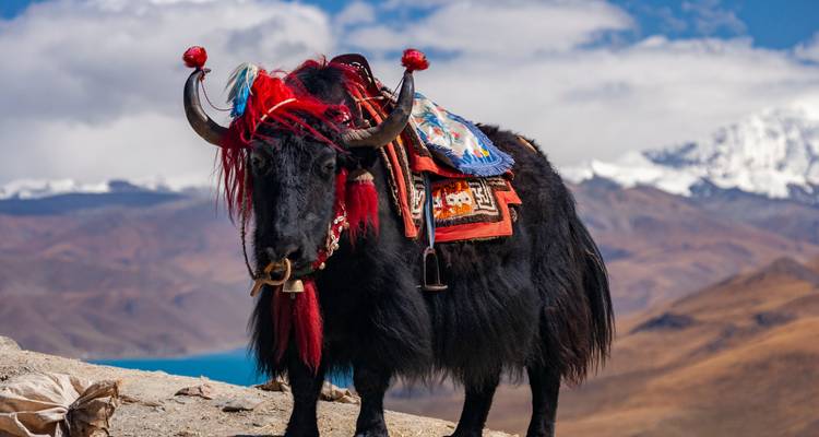 Voyage terrestre de 8 jours au Tibet, de Lhassa au camp de base de l'Everest - Alpine Luxury Treks Pvt Ltd 8