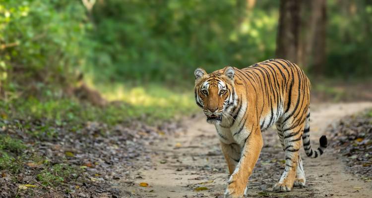 Circuit de 4 jours dans le parc national de Bardia - Alpine Luxury Treks Pvt Ltd 5