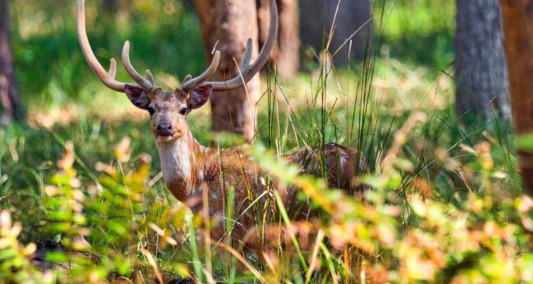Circuit de 4 jours dans le parc national de Bardia - Alpine Luxury Treks Pvt Ltd 1
