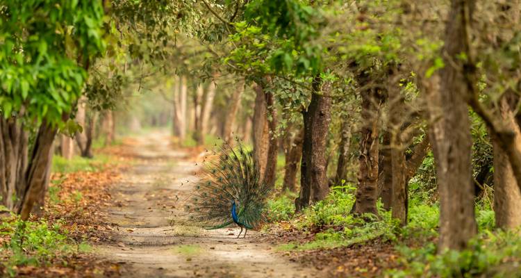Circuit de 4 jours dans le parc national de Bardia - Alpine Luxury Treks Pvt Ltd 2