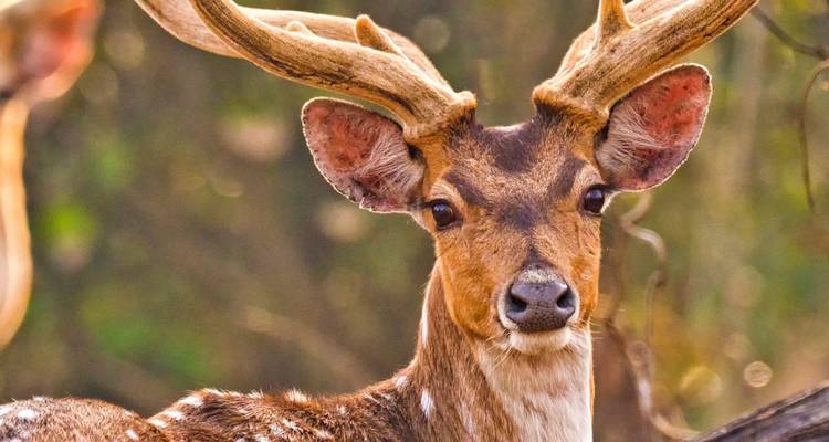 Circuit de 4 jours dans le parc national de Bardia - Alpine Luxury Treks Pvt Ltd 6