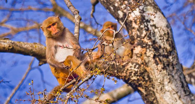 Circuit de 4 jours dans le parc national de Bardia - Alpine Luxury Treks Pvt Ltd 7